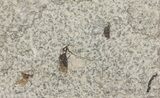 Double Fossil March Fly (Plecia) - Green River Formation #67649-1